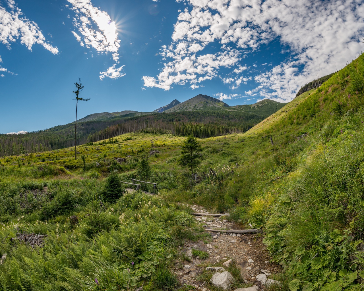 Красивая зеленая природа у гор под голубым небом