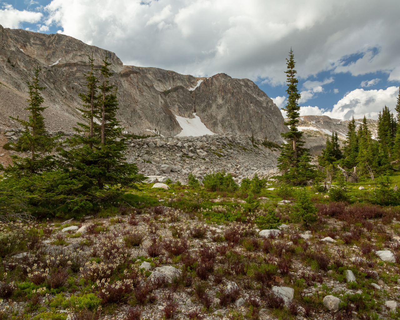Ели у подножия каменных гор под небом с белыми облаками