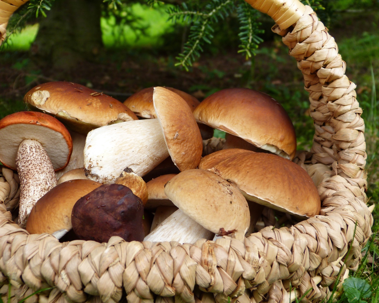 Корзина с грибами стоит на траве в лесу