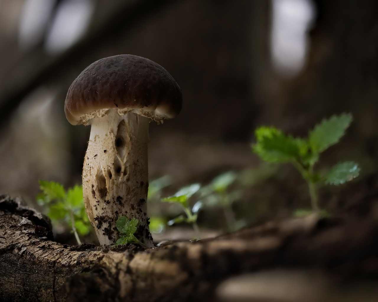 Маленький белый гриб растет на сухом дереве 