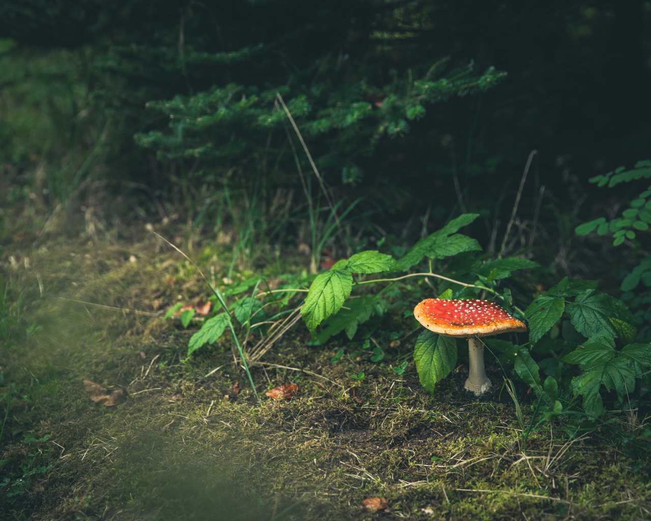 Гриб мухомор растет под зелеными листьями