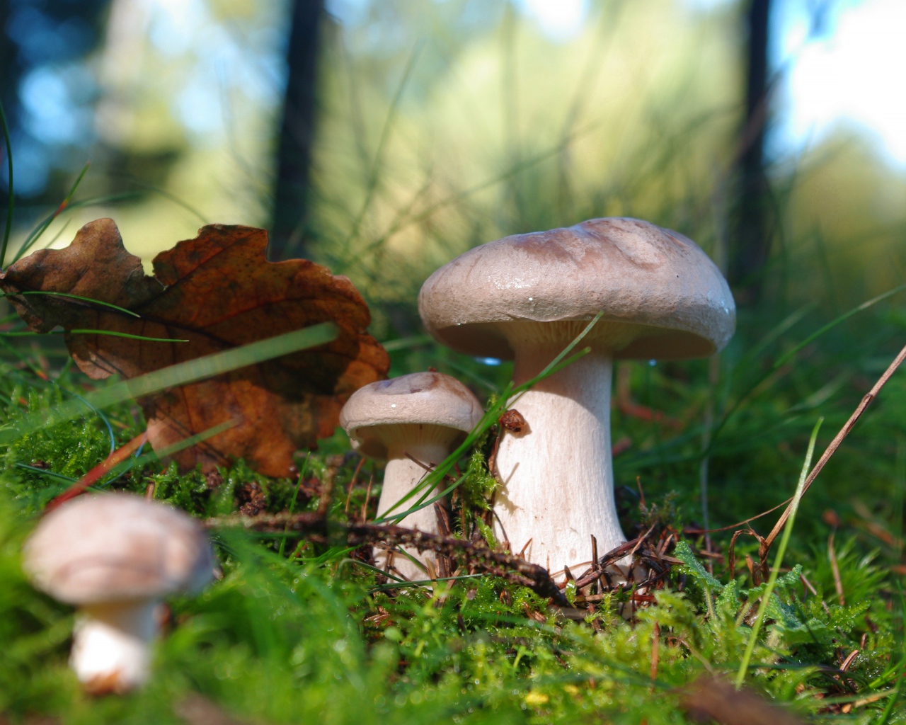 Красивые лесные грибы на покрытой мхом земле 