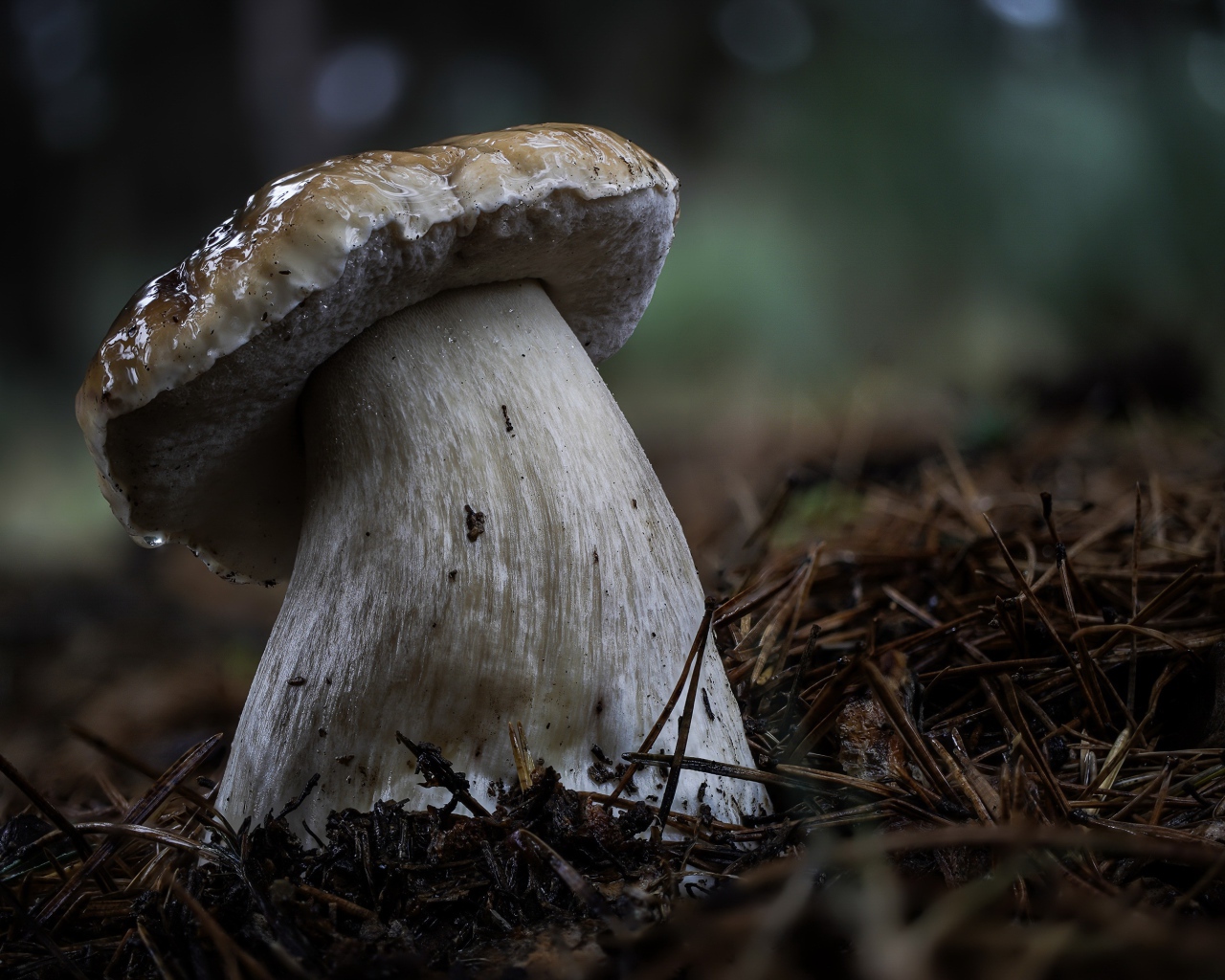 Большой белый гриб на земле в хвойном лесу 