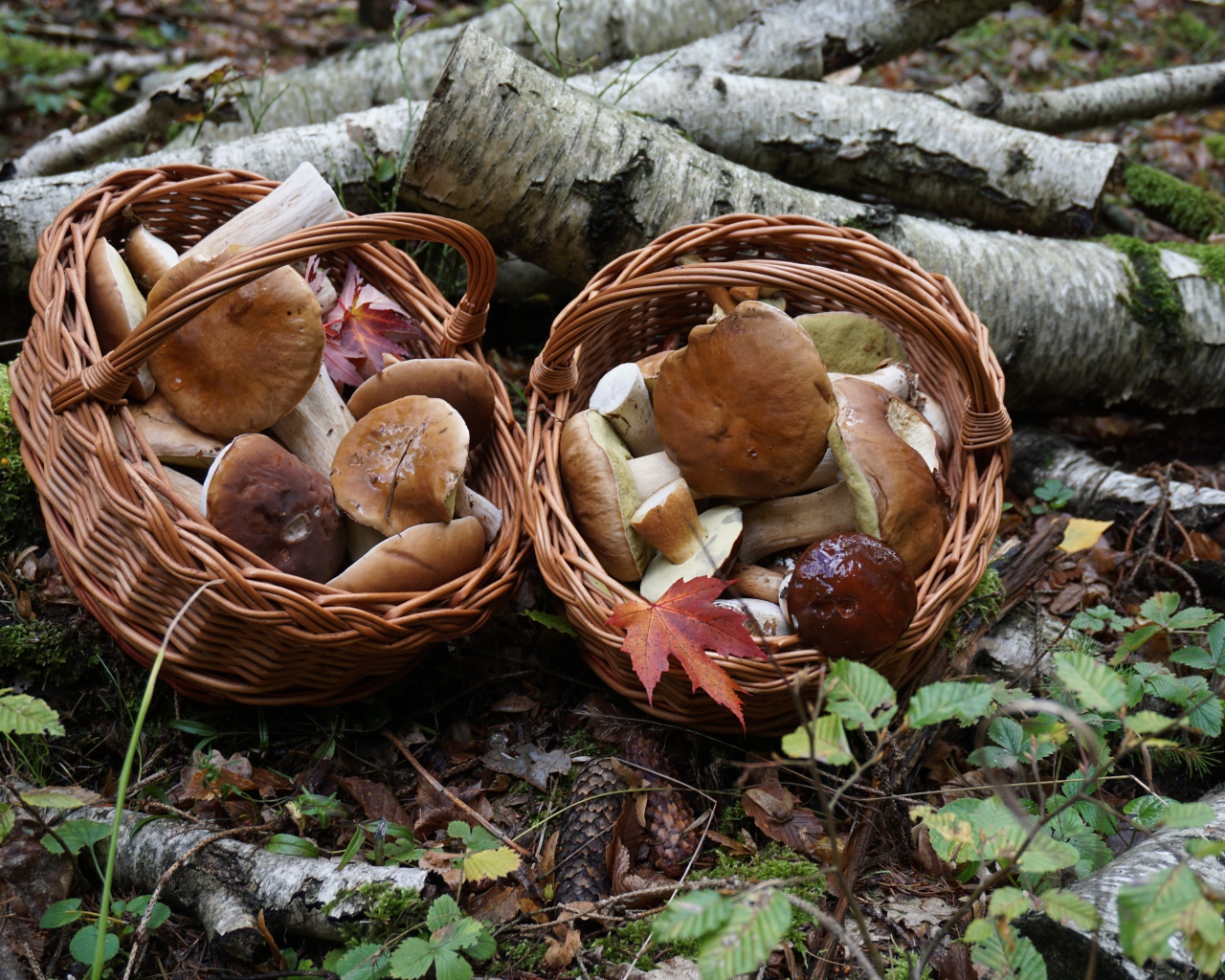 Лесные грибы в корзинках на земле