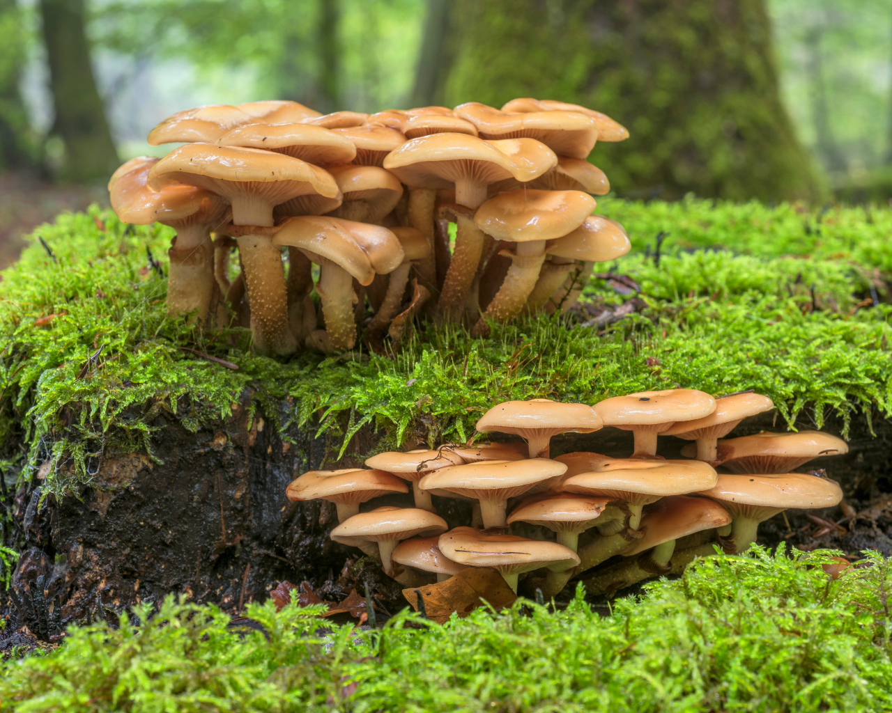 Лесные грибы на покрытой мхом земле