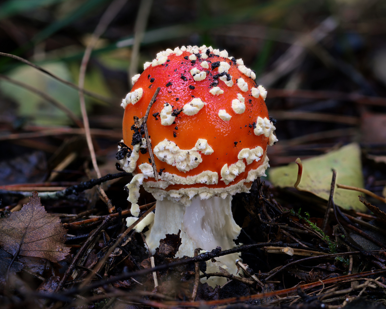 Маленький мухомор в лесу