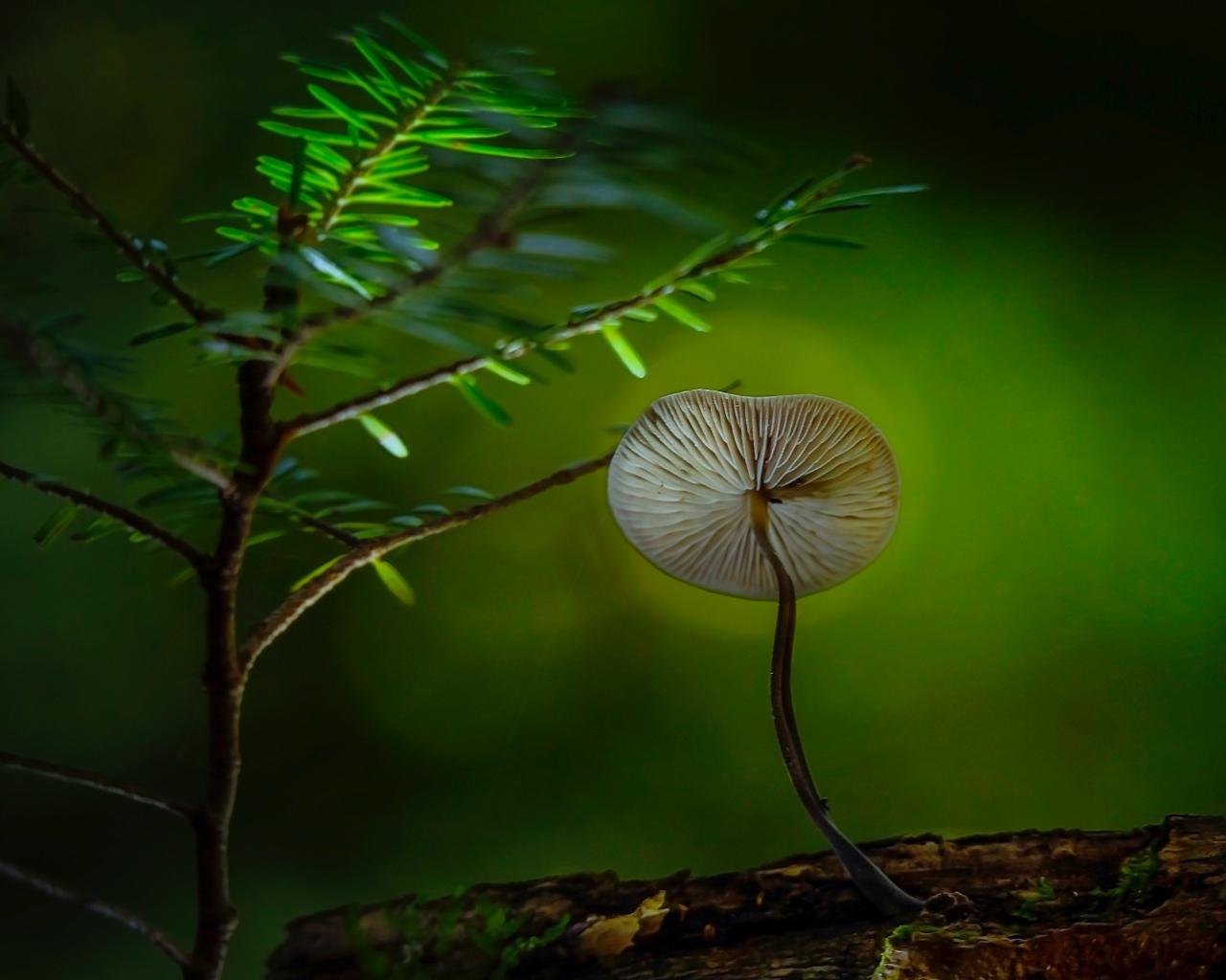 Маленький гриб поганка растет на сухом дереве 
