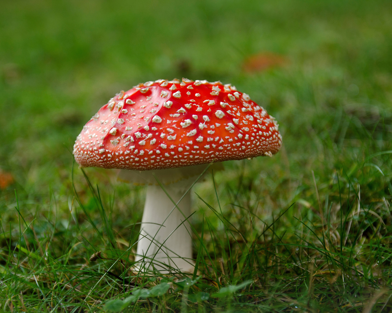 Одинокий красный мухомор на зеленой траве 