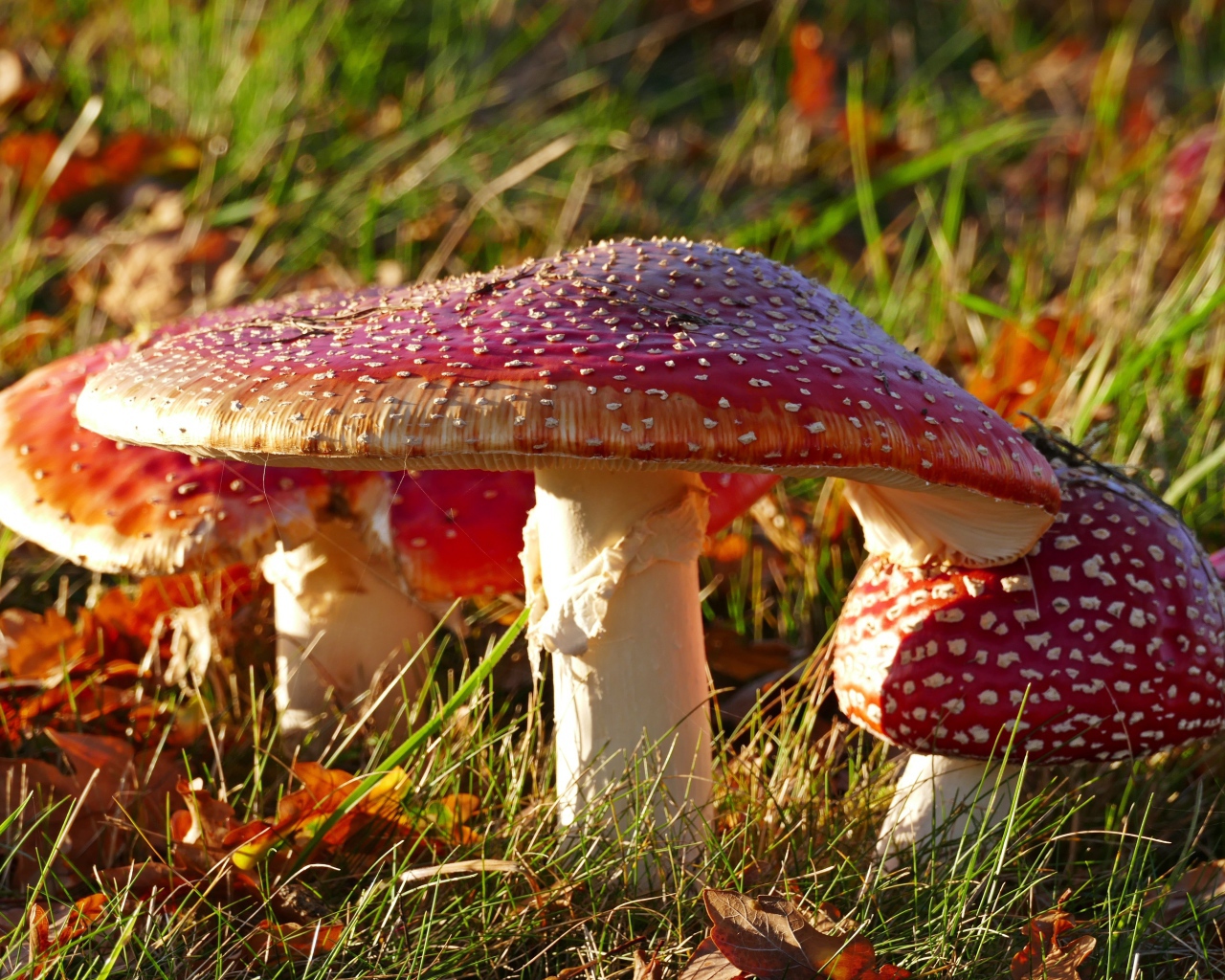 Много красных мухоморов на траве в лучах солнца