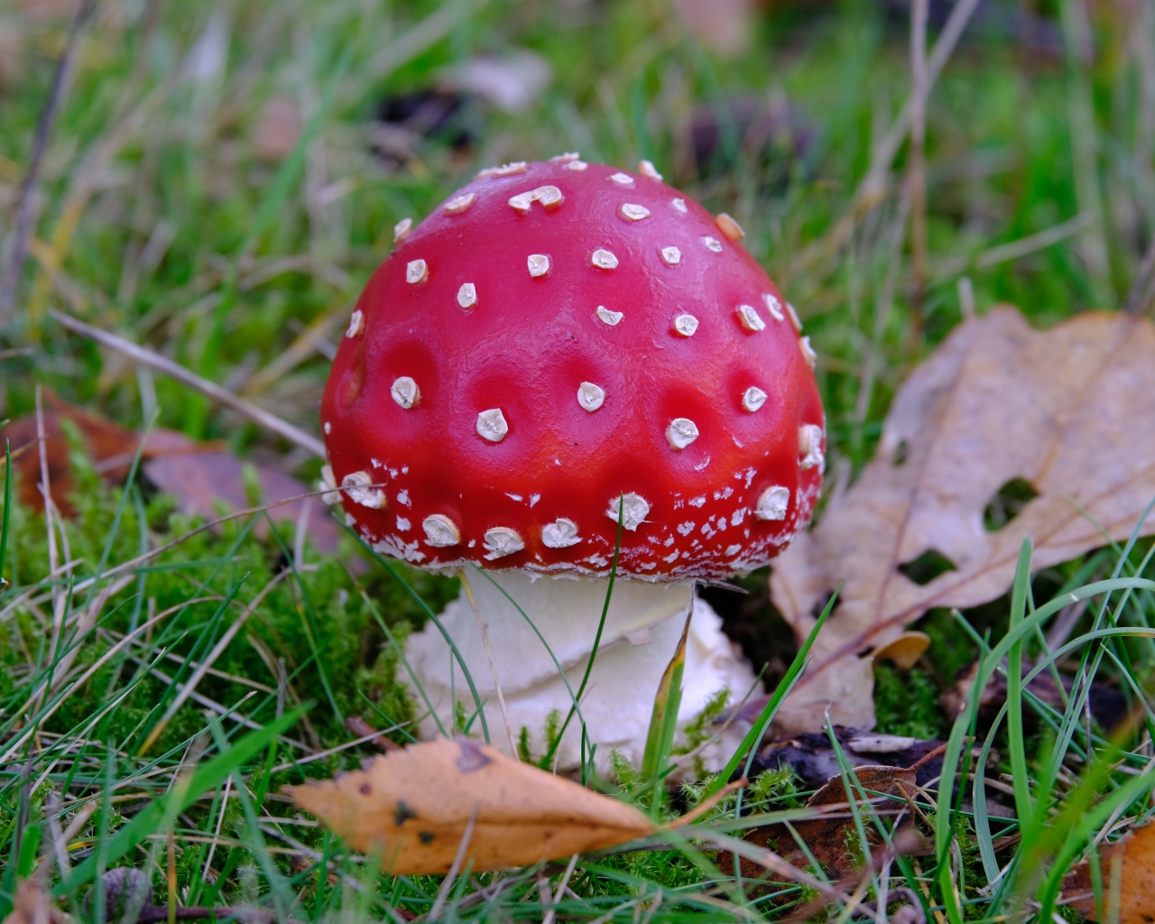 Красный мухомор в зеленой траве с сухими листьями