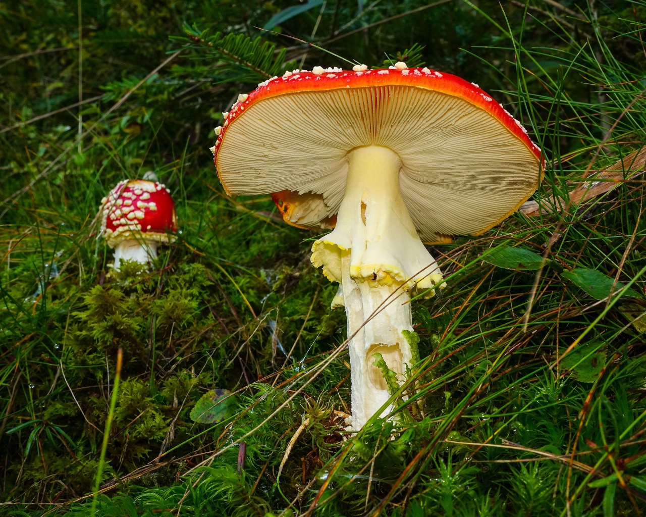 Красные мухоморы в зеленой мокрой траве