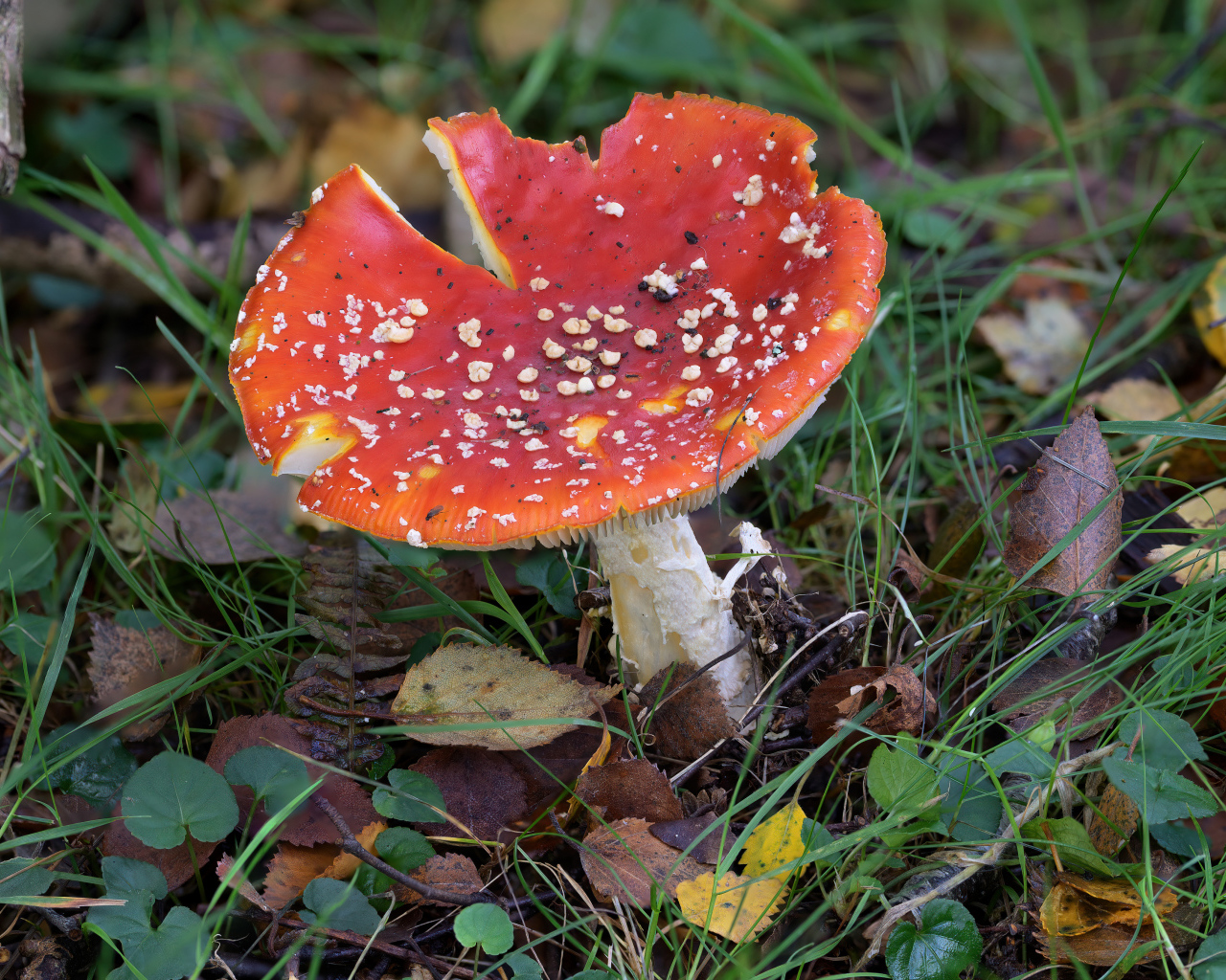 Красный мухомор на земле с опавшими листьями и травой
