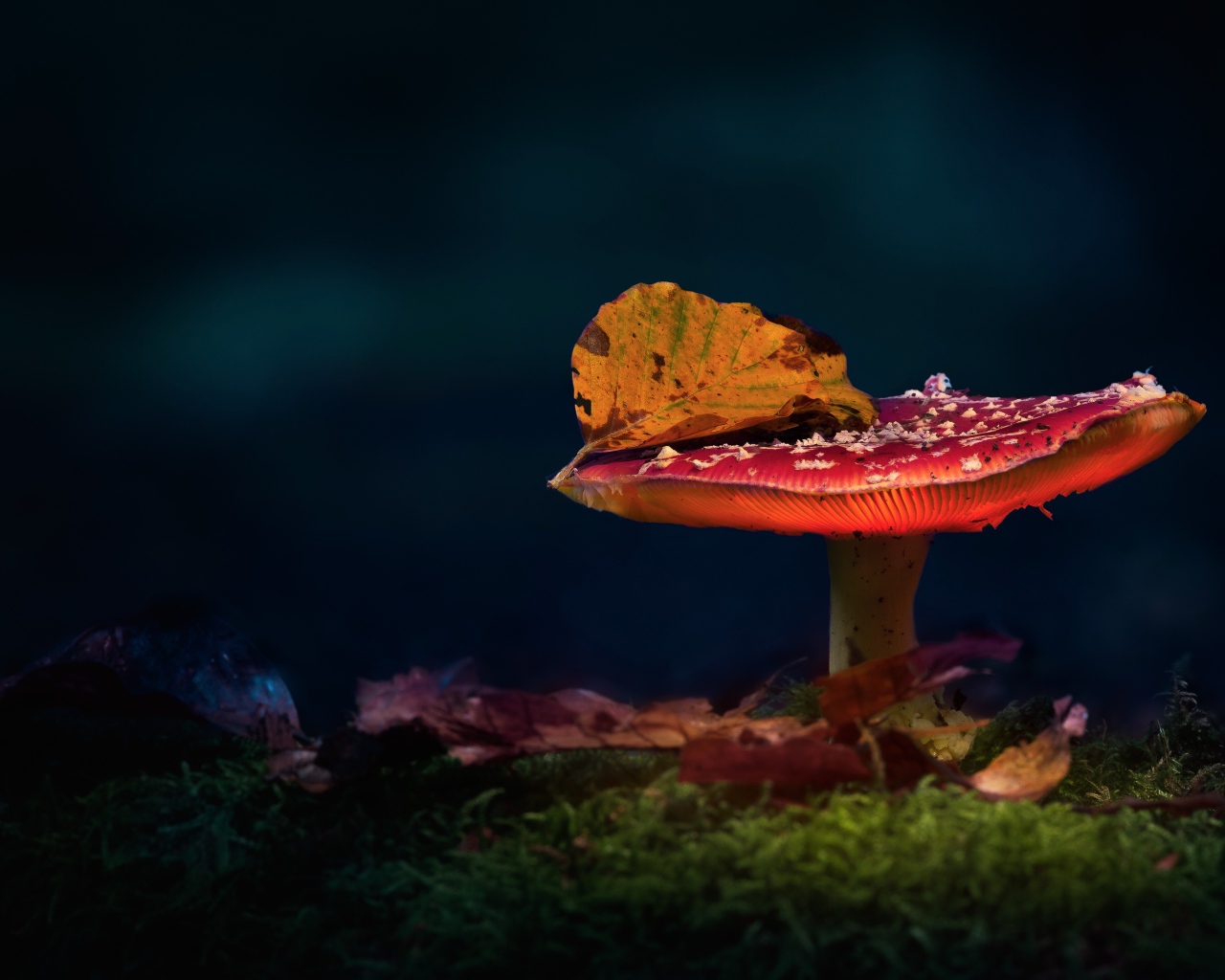 Красный мухомор с осенним листом