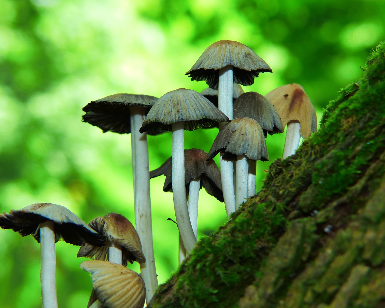 Грибы поганки растут на дереве 