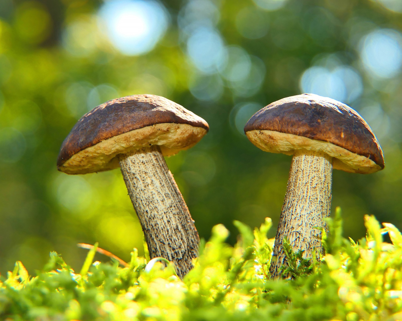 Два гриба растут на зеленом мху 