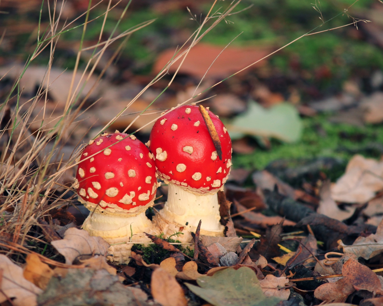 Two red fly agaric in fallen leaves