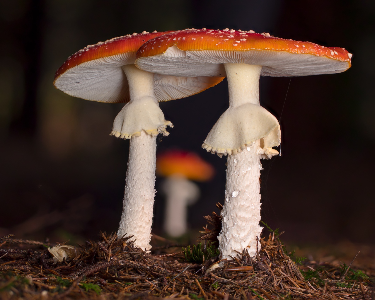 Two red fly agaric in the forest
