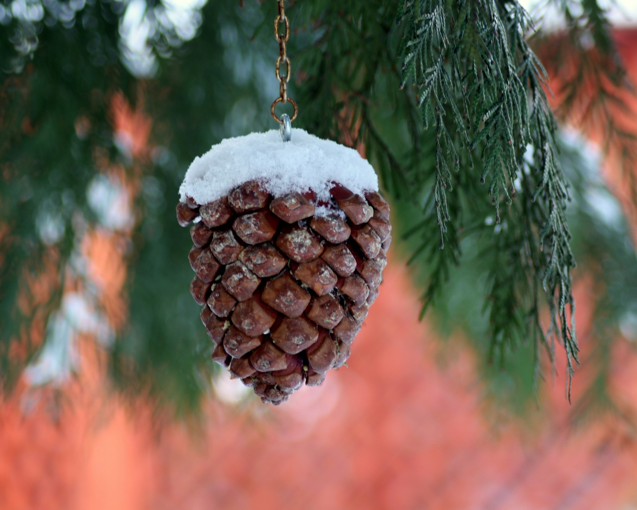 Шишка на цепочке висит на ветке туи 