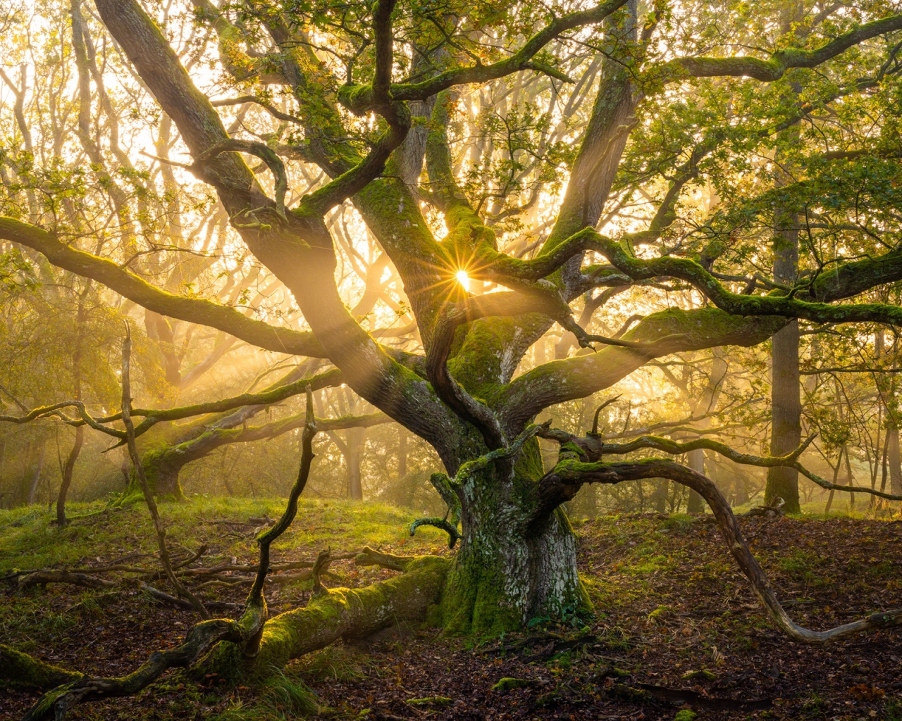 Большое старое дерево в лучах солнца 