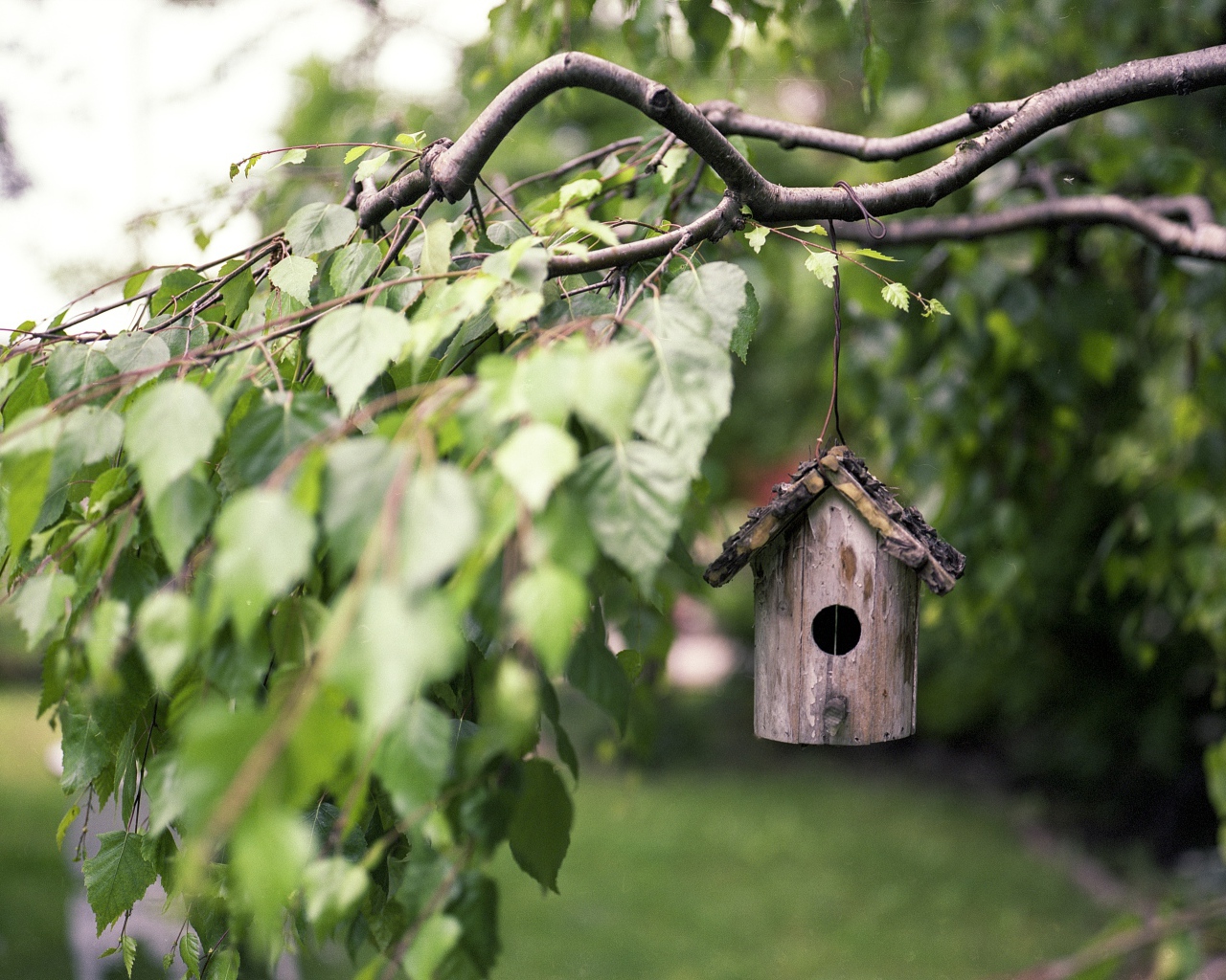 Скворечник на ветке дерева березы 