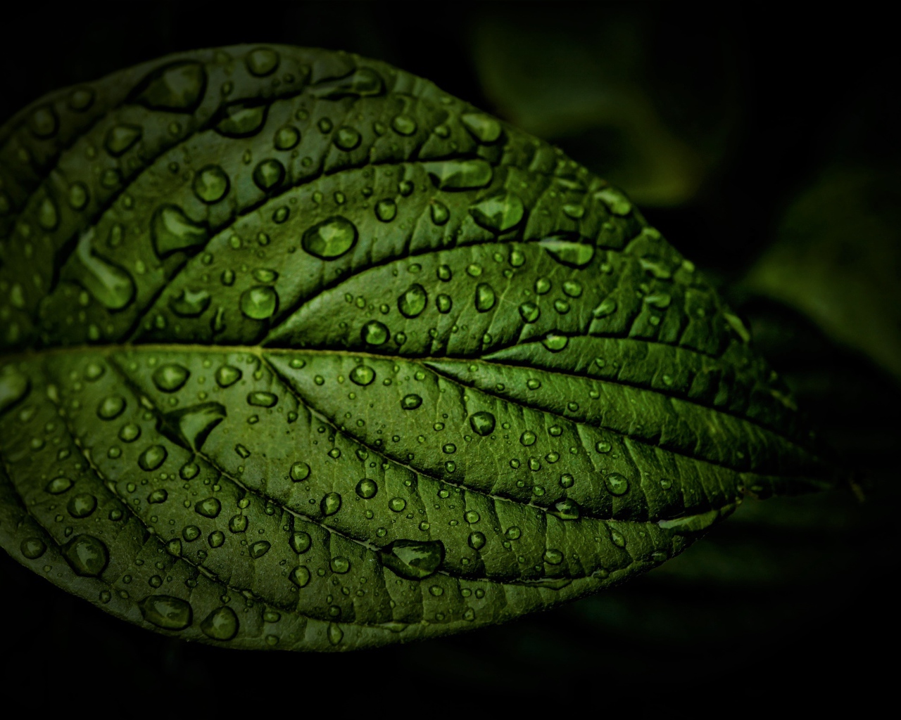 Зеленый лист в каплях воды крупным планом