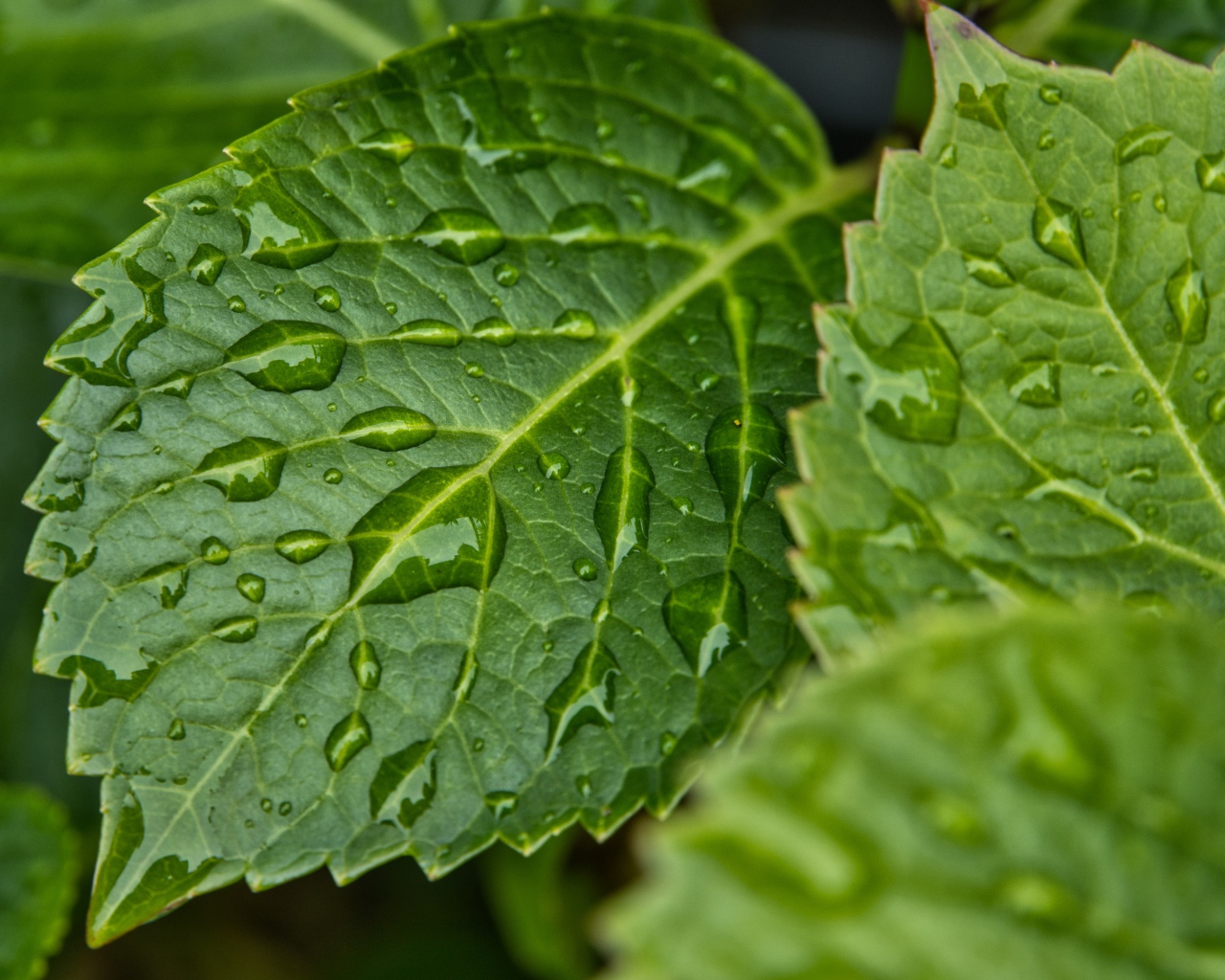 Зеленые листья в каплях дождя крупным планом