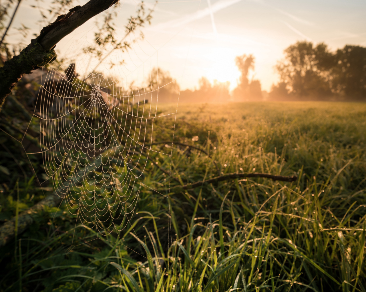 Кружевная паутина на дереве в лучах солнца