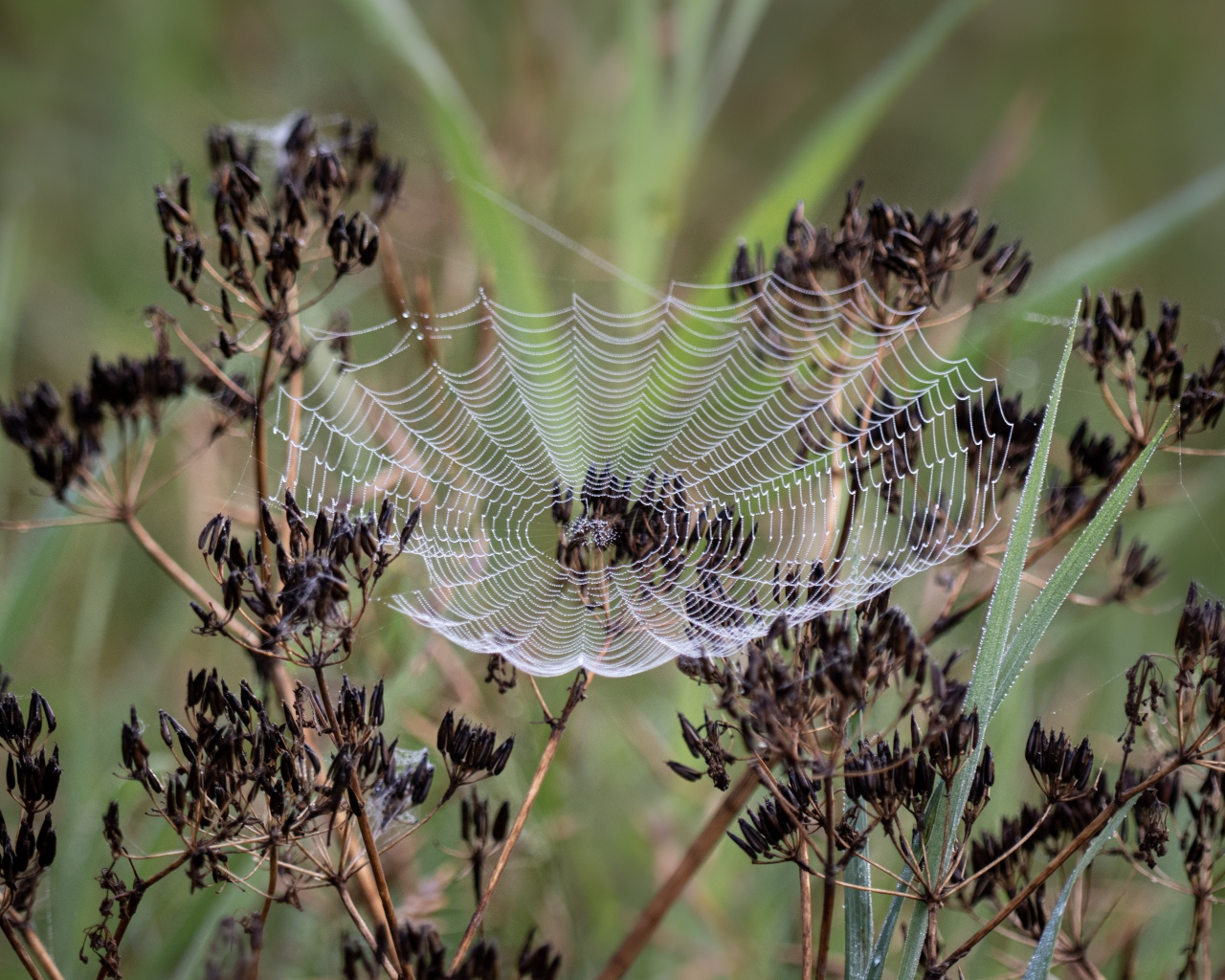 Ажурная паутина на зонтике укропа 