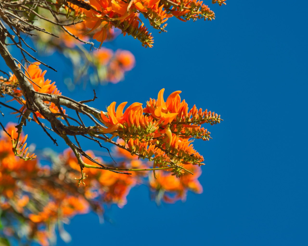 Оранжевые цветы на ветке дерева на фоне голубого неба 