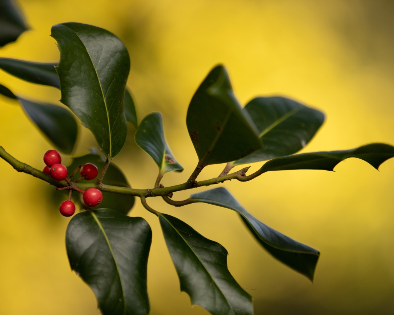 Красные ягоды на ветке с зелеными листьями