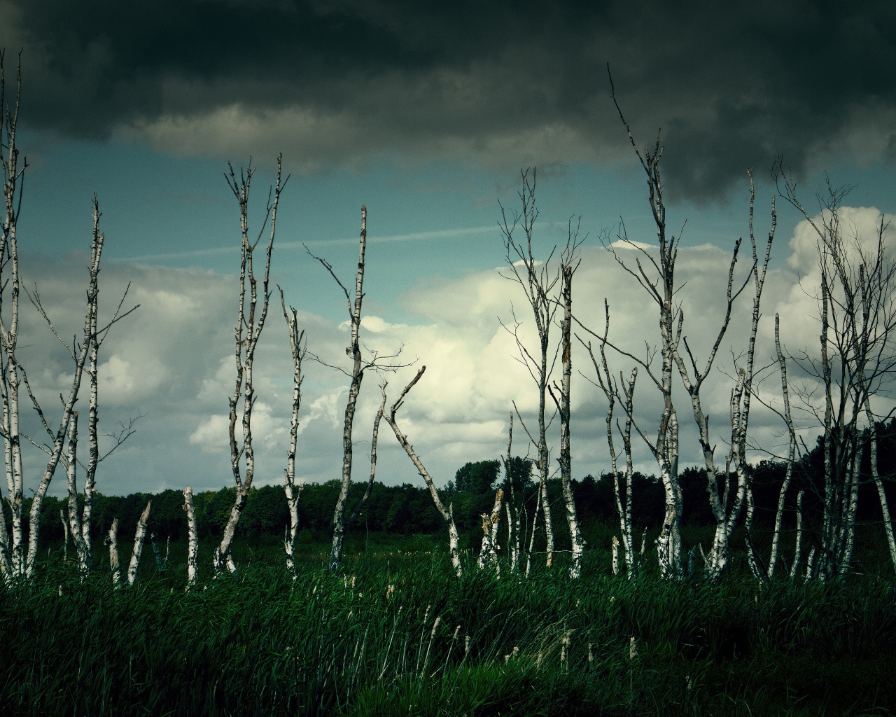 Тонкие березы под грозовым небом 