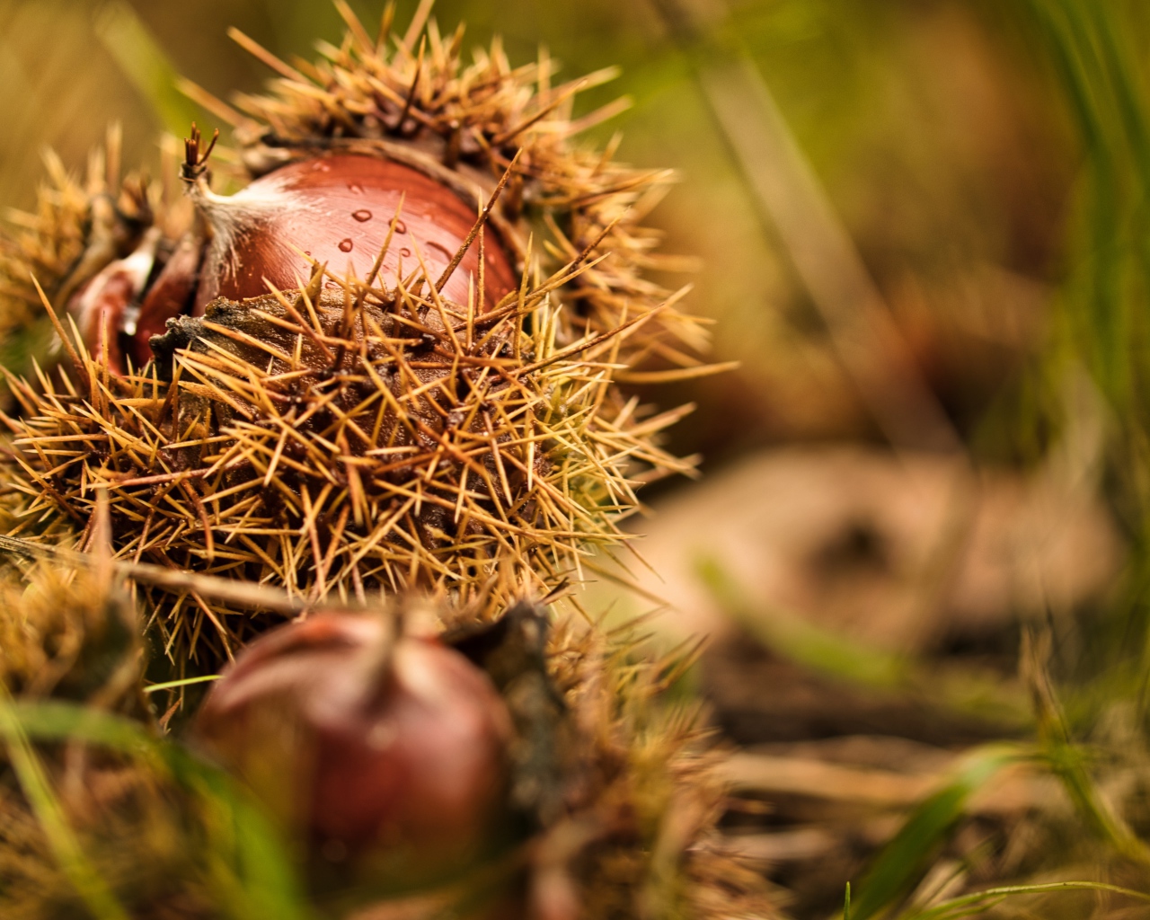 Колючие лесные орехи лежат на земле 