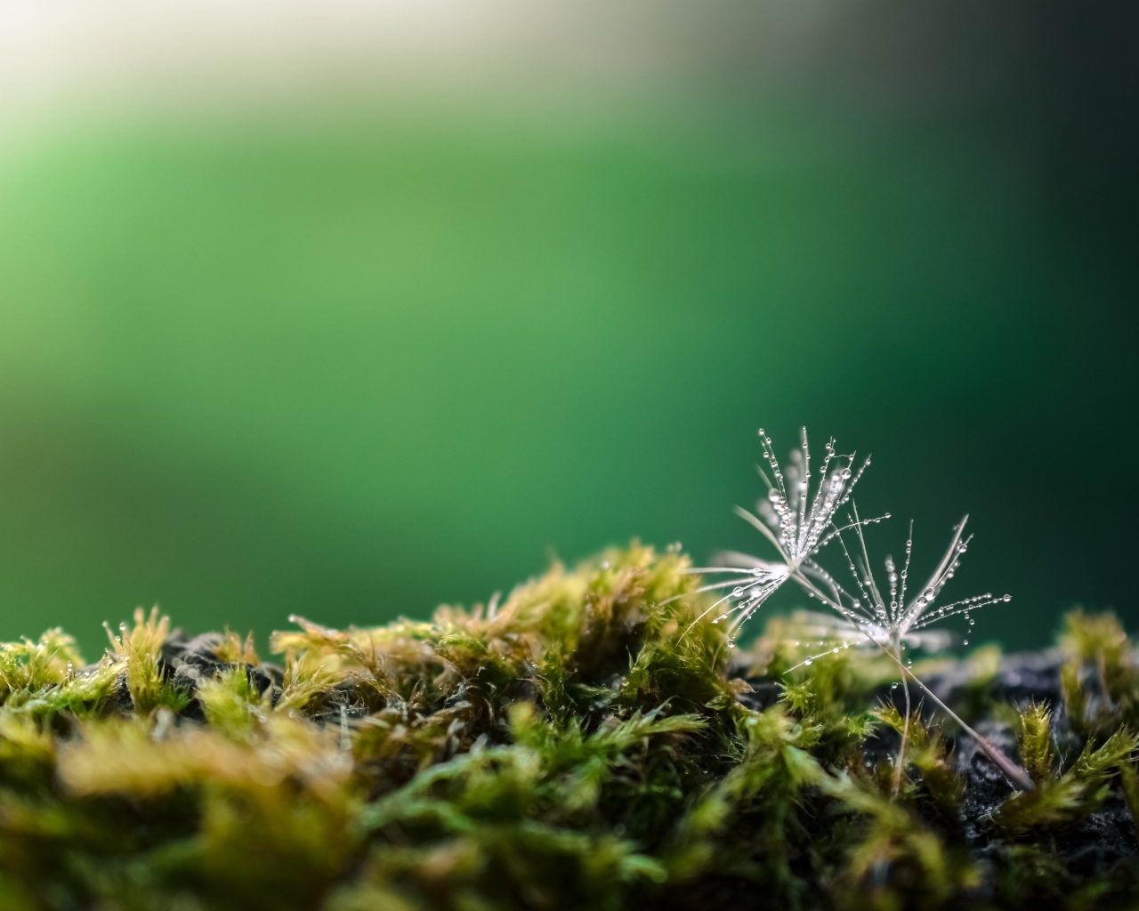 Белые семена одуванчика на покрытой мхом земле