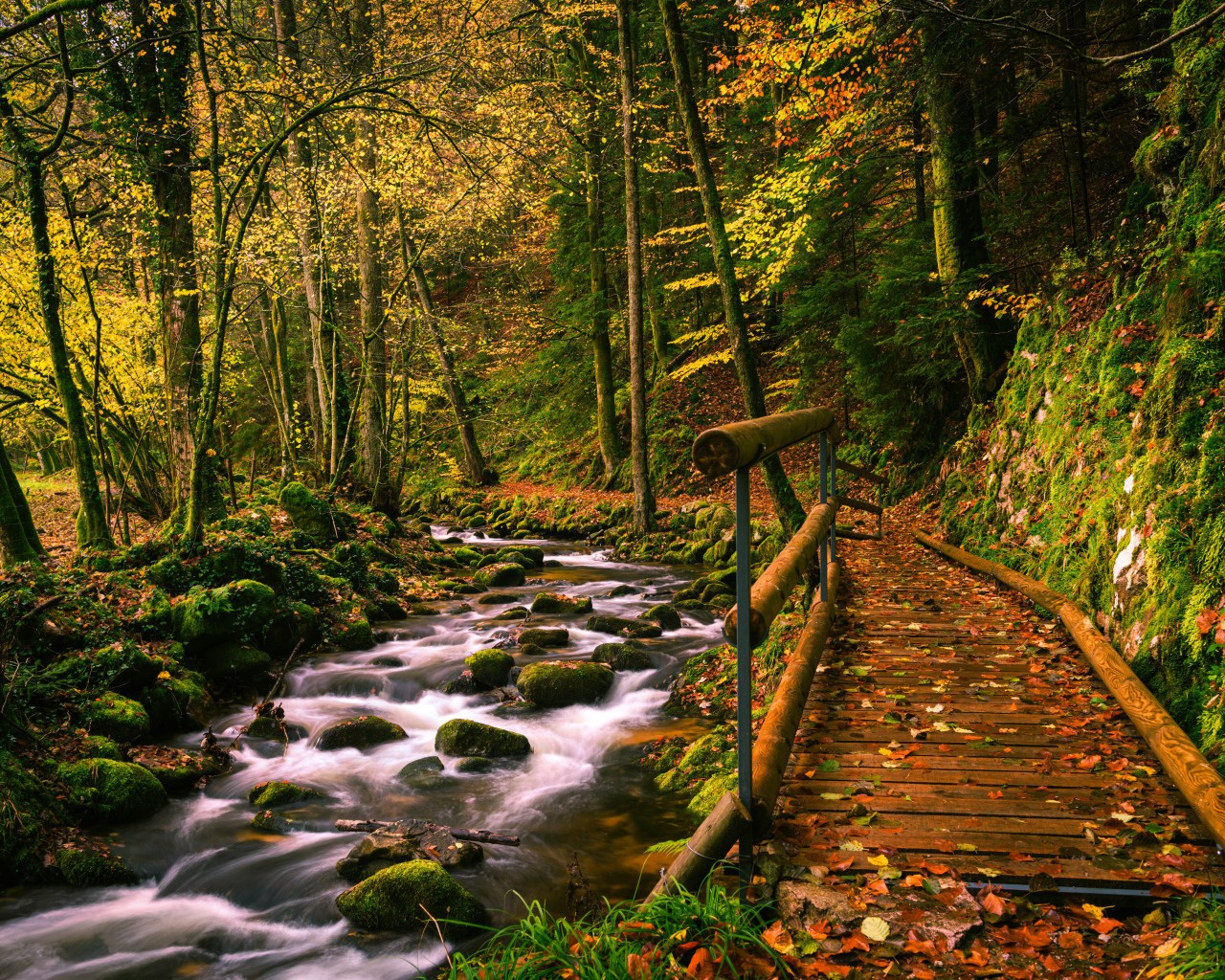 Деревянный мост у ручья в осеннем лесу