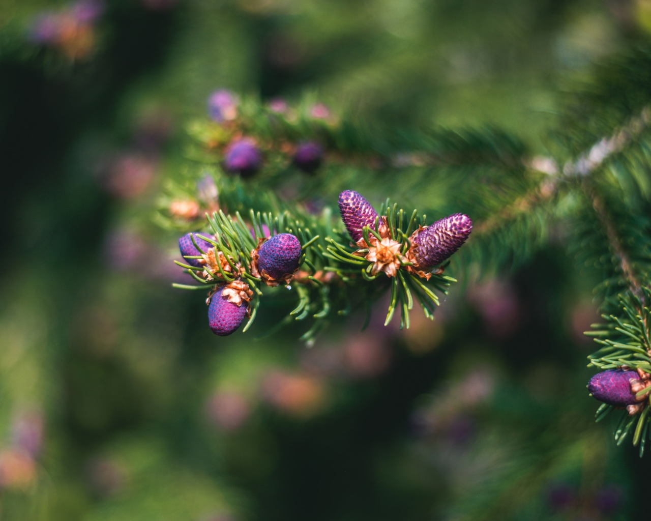 Молодые шишки на зеленой колючей ветке ели