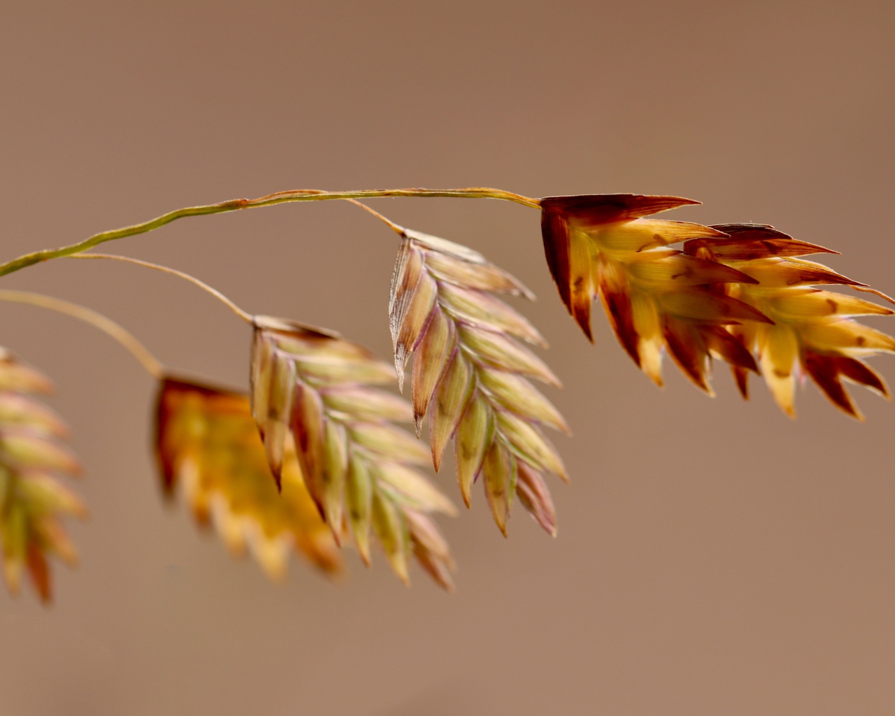 Молодой колосок на коричневом фоне