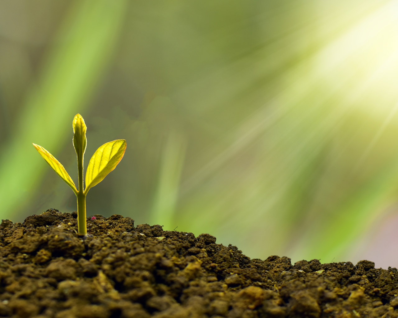 Молодой росток пробивается сквозь землю 