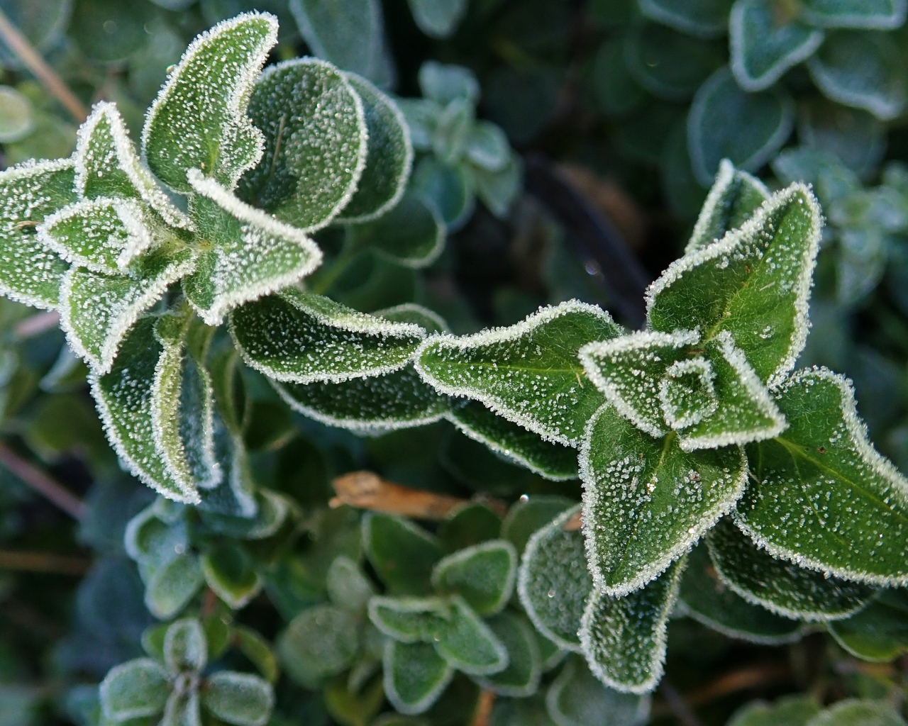 Покрытые инеем зеленые растения