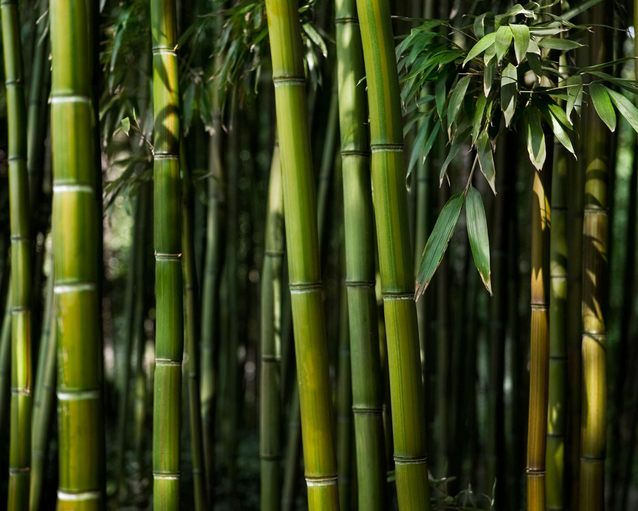 Зеленые стебли бамбука крупным планом