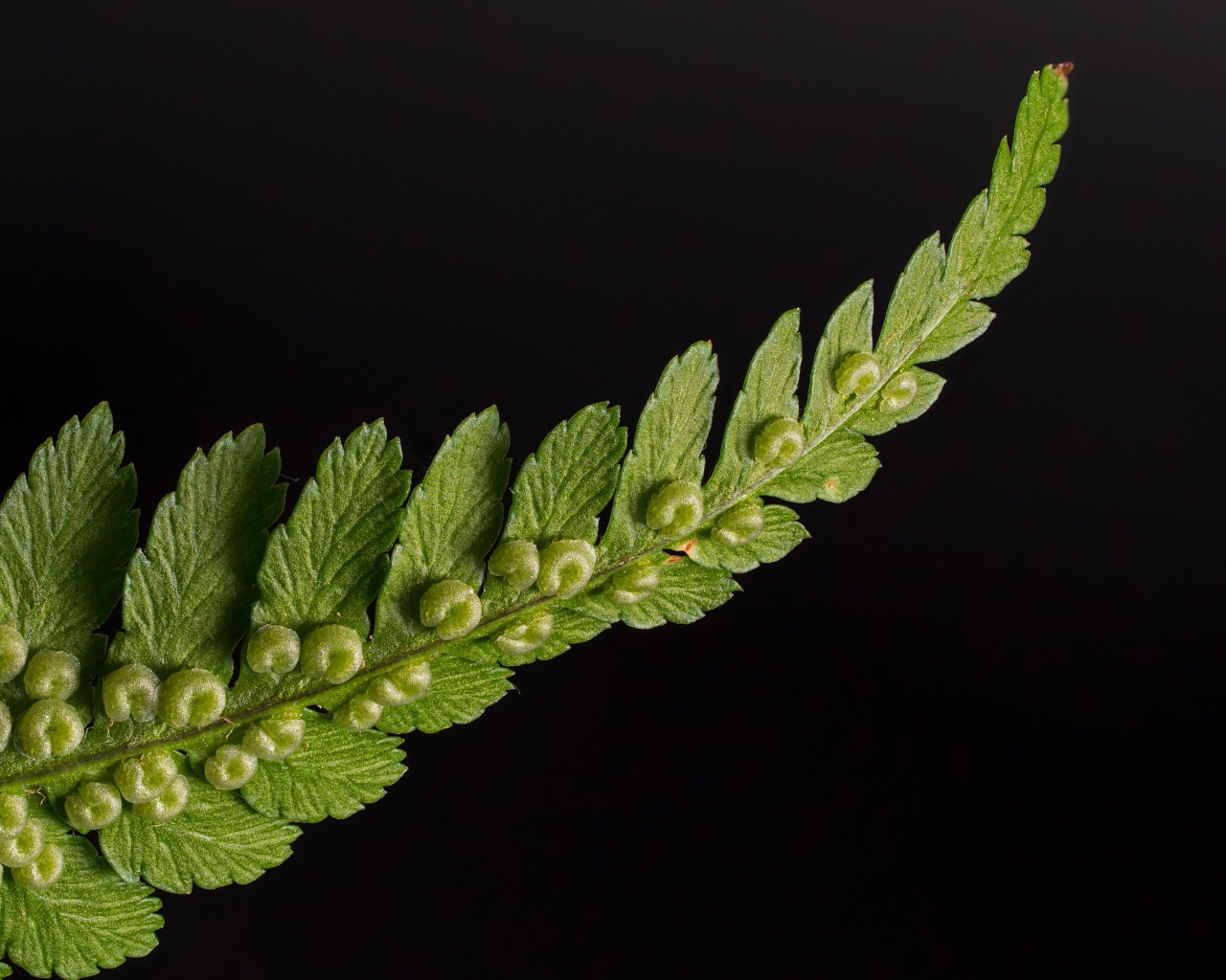 Зеленый лист папоротника на черном фоне 