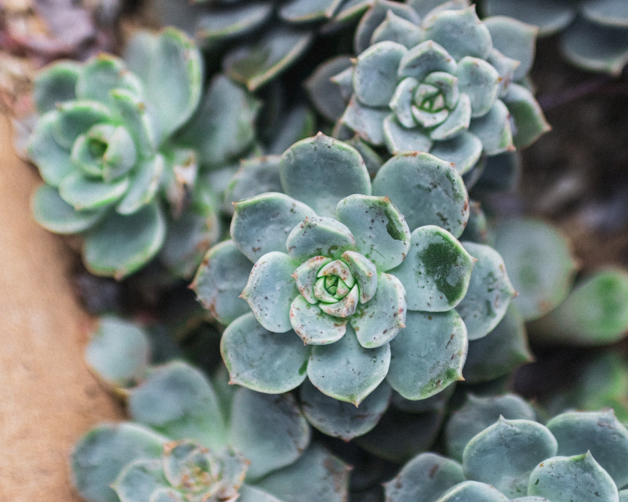 Зеленое растение молодило крупным планом