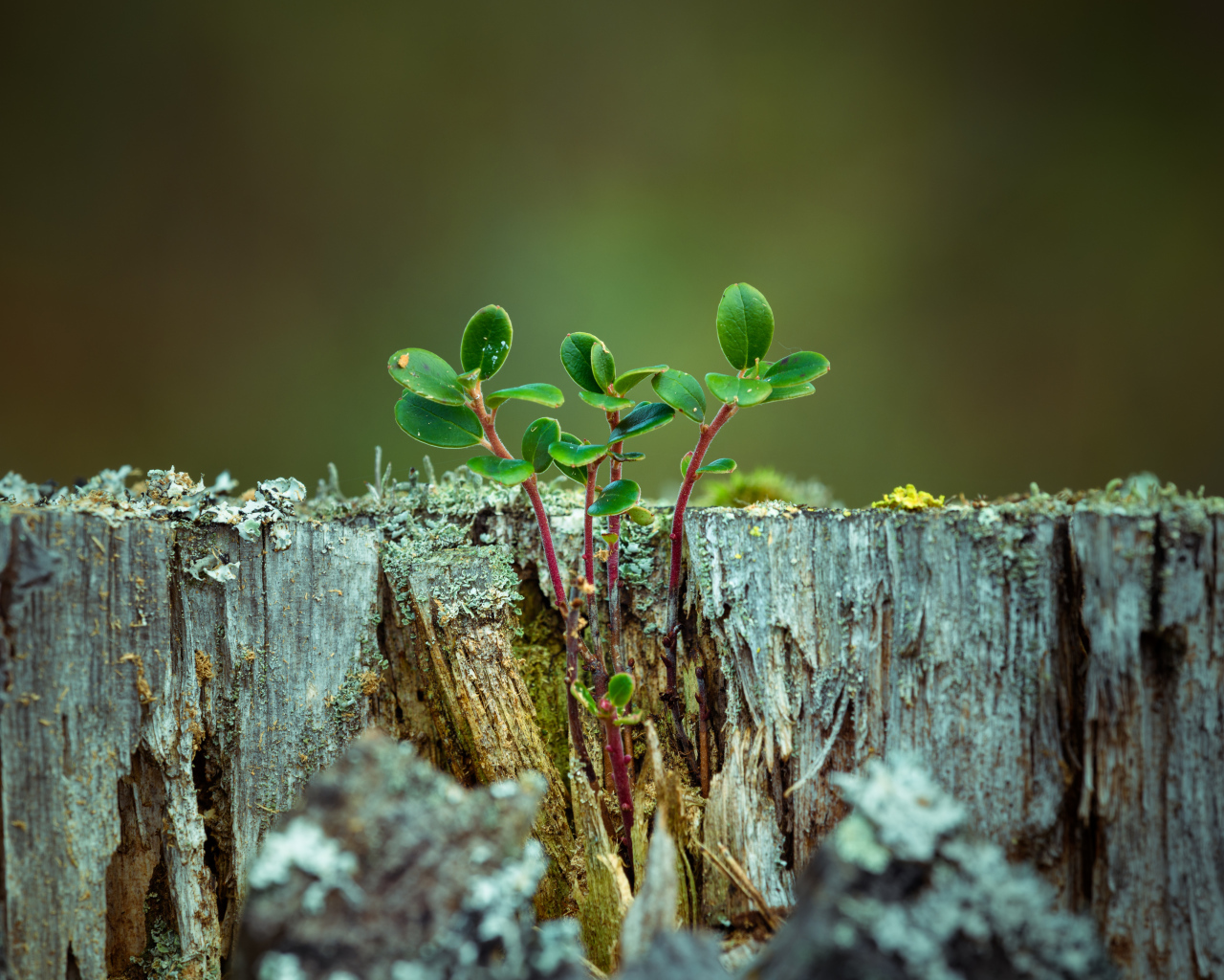 Зеленые растения пробиваются сквозь старый пень 