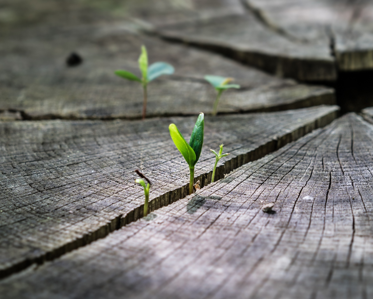 Зеленые ростки пробиваются на сухом пне