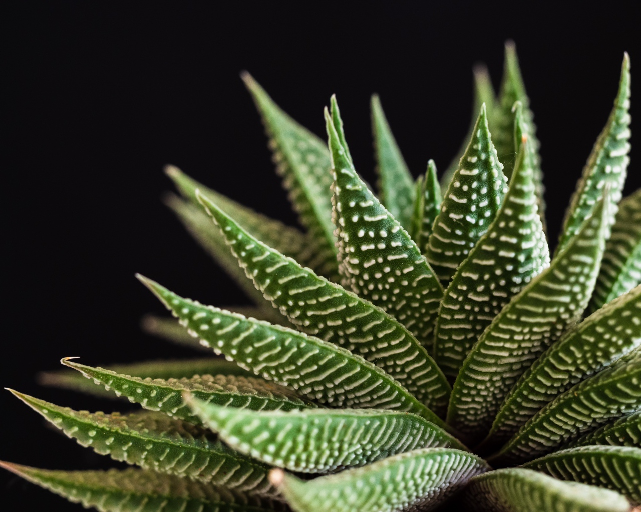 Большое зеленое комнатное растение на черном фоне