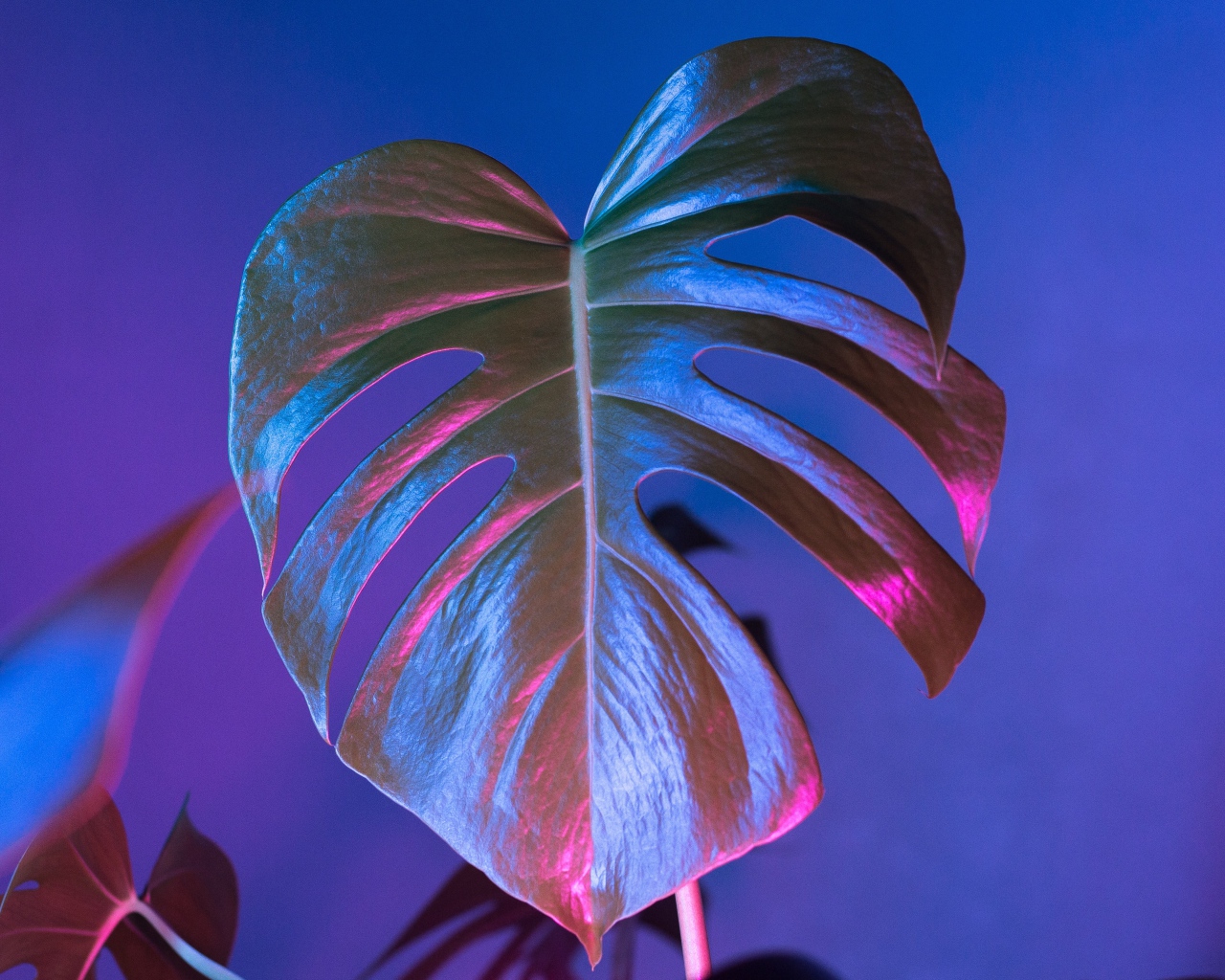 Большой зеленый лист на синем фоне