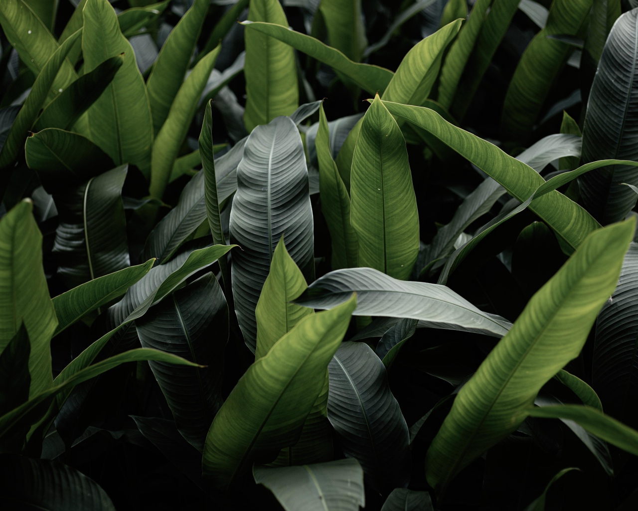 Большие зеленые листья крупным планом