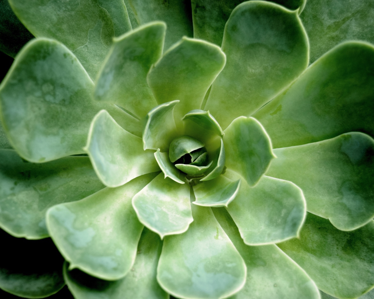 Многолетний зеленый цветок молодило крупным планом 