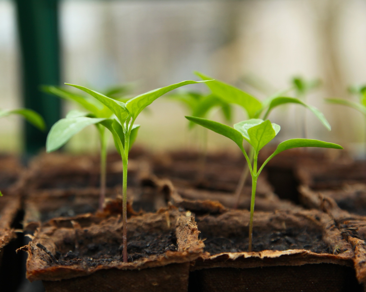 Рассада перца в горшках на окне