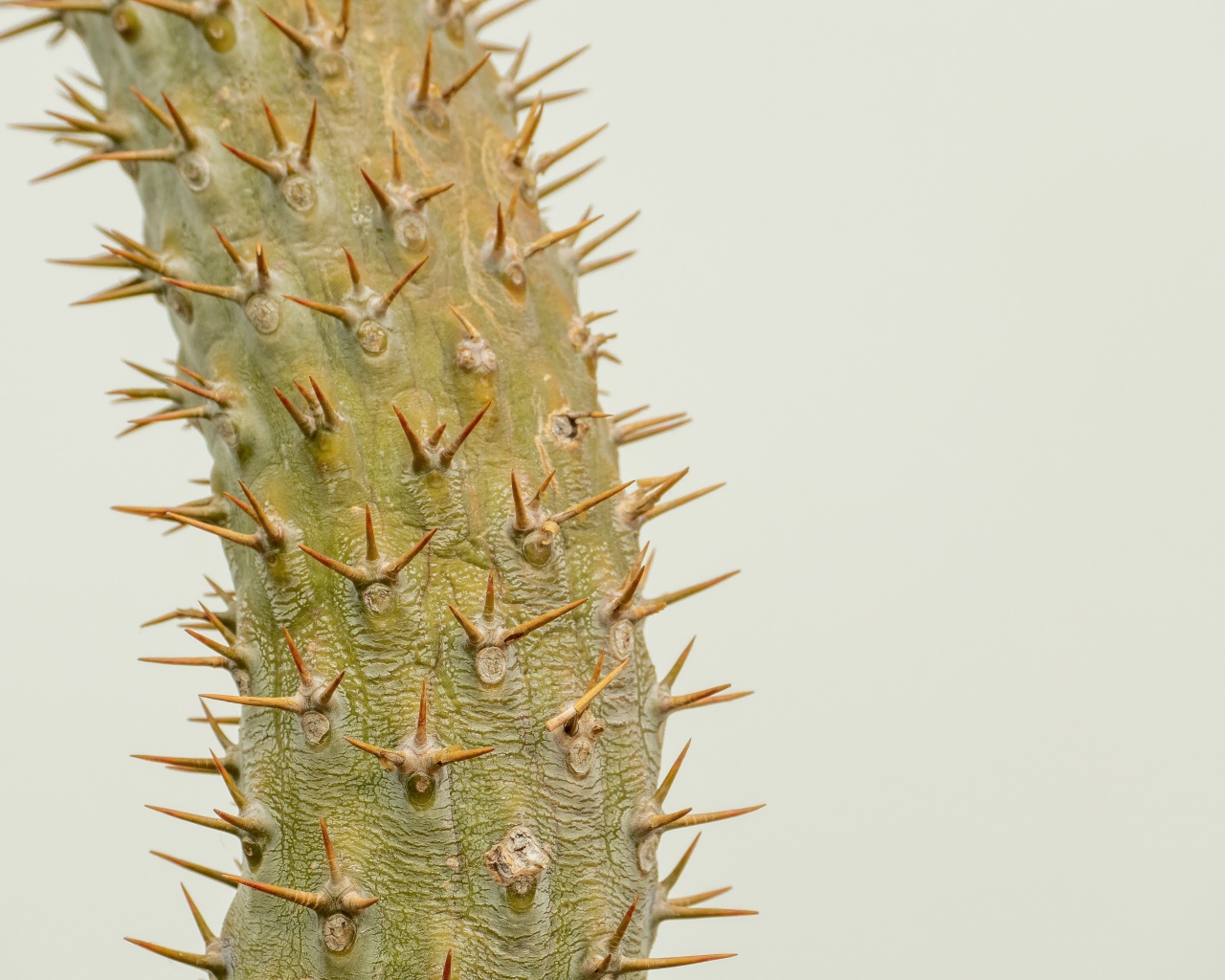 Острые колючки кактуса крупным планом 