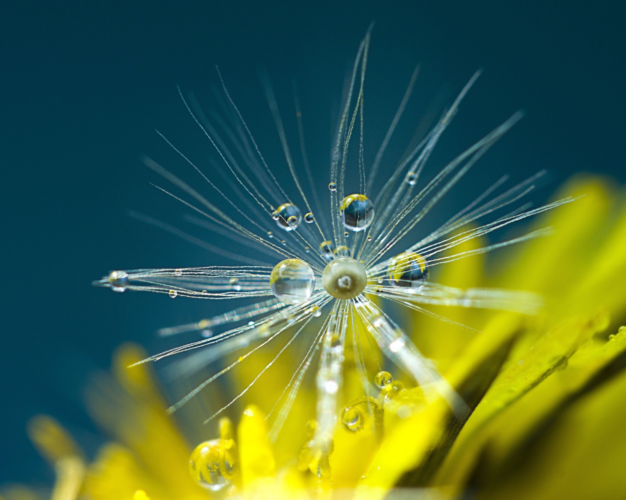 Белые семена одуванчика в каплях росы крупным планом